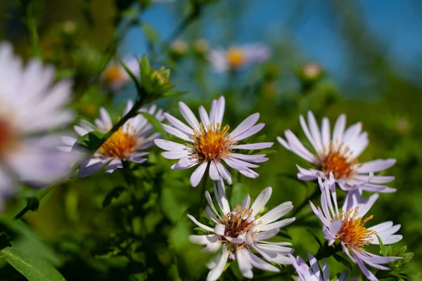 紫色の芳香を持つ花の背景 Symphytrichum Obrongifolium 公園に咲く Raydon Favorite マクロ — ストック写真