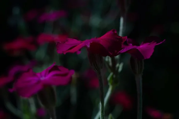 Beautiful Pink Flower Black Background — Stock Photo, Image