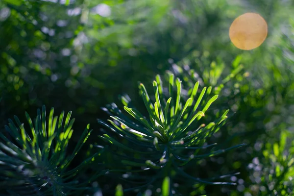 Abstrakte Natürliche Hintergründe Mit Schönheit Bokeh — Stockfoto