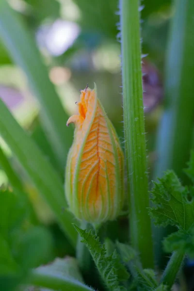 Zucchine Fiore Nell Orto — Foto Stock