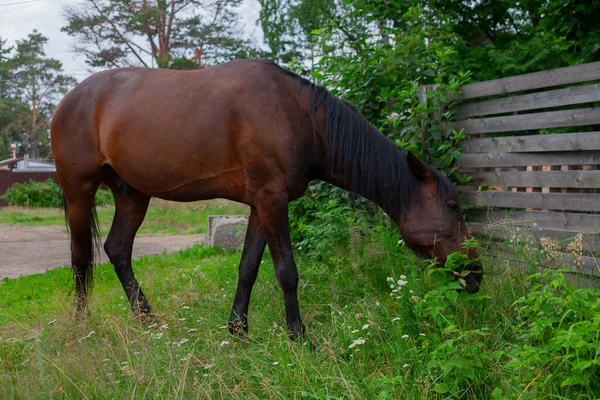 Hästen Äter Gräs Byn Vid Stängslet Stockbild