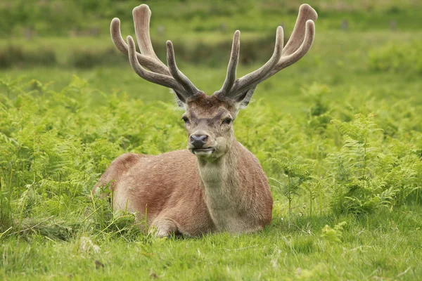 Red deer hert Stockfoto
