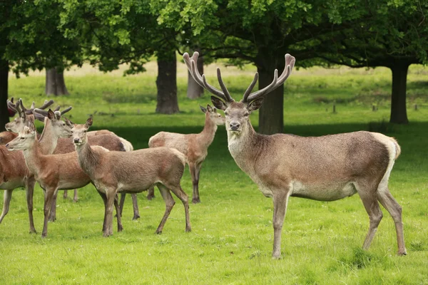 Red Deer Herd — Stock Photo, Image