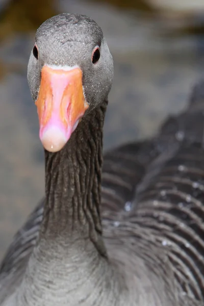 Greylag ガチョウの頭のクローズ アップ ストック画像