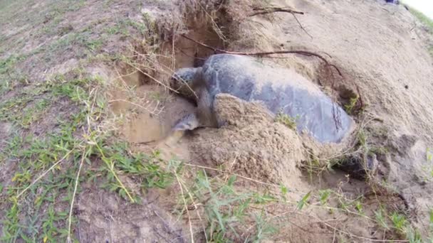 Tortue de mer verte creusant sur la plage — Video