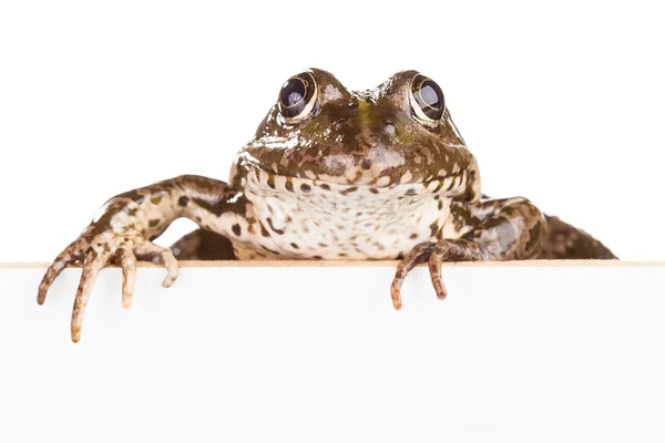 Frog with panel for text — Stock Photo, Image