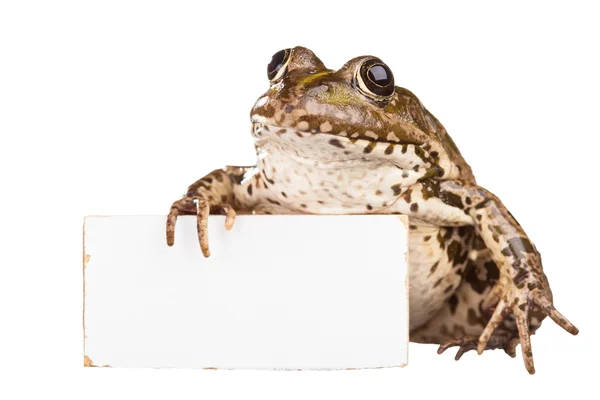 Žába na bílém pozadí — Stock fotografie