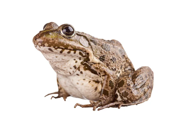 Frog on a white background — Stock Photo, Image