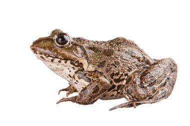 Beyaz arkaplandaki kurbağa