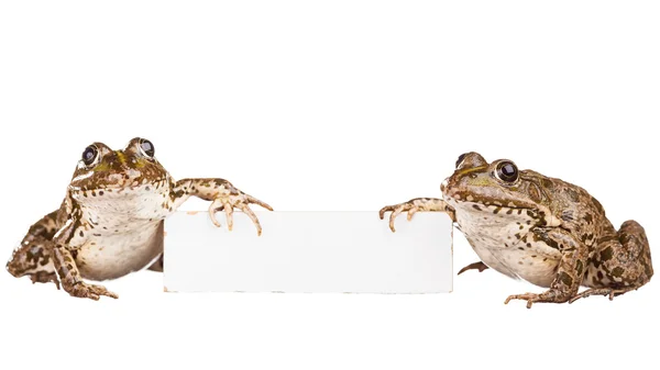 Дві жаби на білому тлі — стокове фото