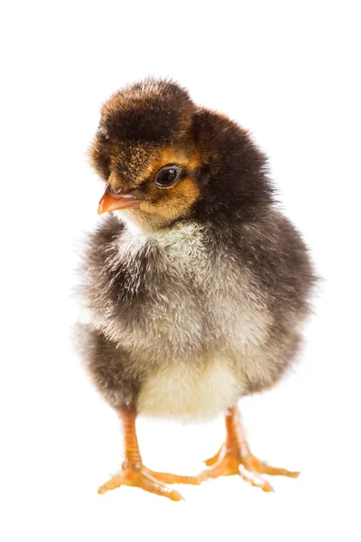 Маленький цыпленок на белом фоне — стоковое фото