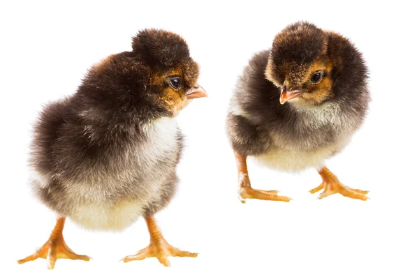 Dos pollos sobre un fondo blanco — Foto de Stock