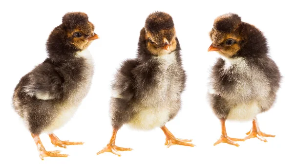 Tres pollos sobre un fondo blanco — Foto de Stock