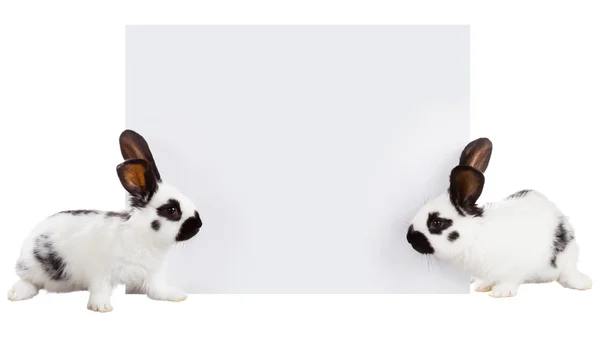 Two white rabbit on white background — Stock Photo, Image