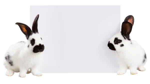 Fluffy white rabbits on white background — Stock Photo, Image