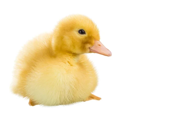 Un patito amarillo sobre un fondo blanco —  Fotos de Stock