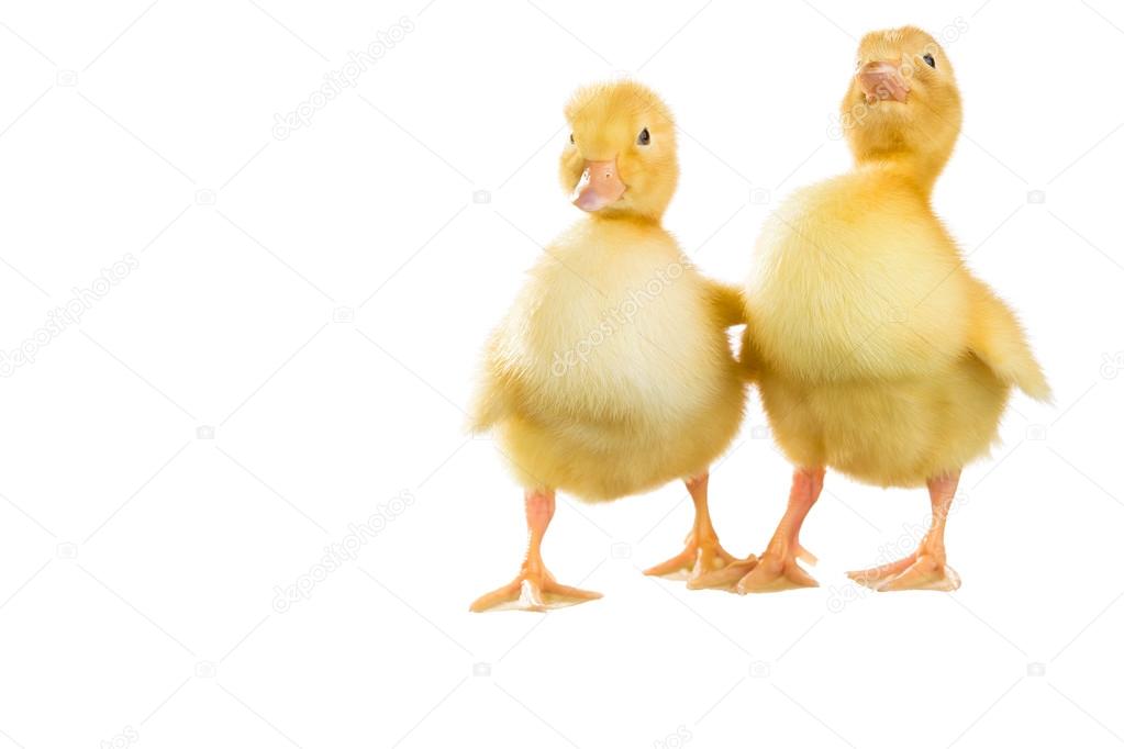 Yellow fluffy ducklings on a white background