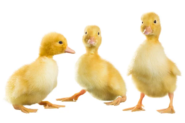 흰색 바탕에 노란색 솜 털 ducklings — 스톡 사진