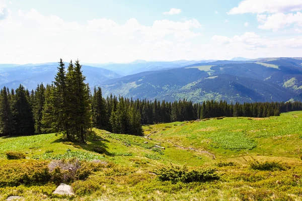 Meadow in the Carpathian mountains — Stock Photo, Image