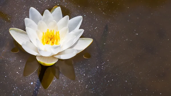 White Lily in the pond — Stock Photo, Image