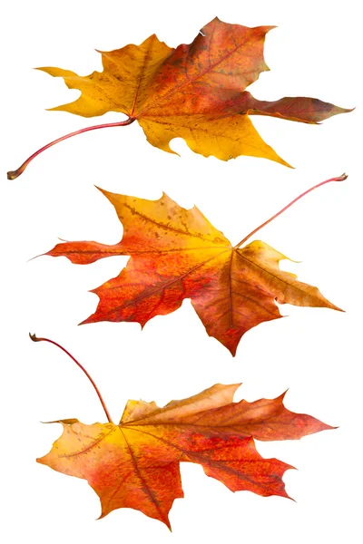 Colorful maple leaves — Stock Photo, Image