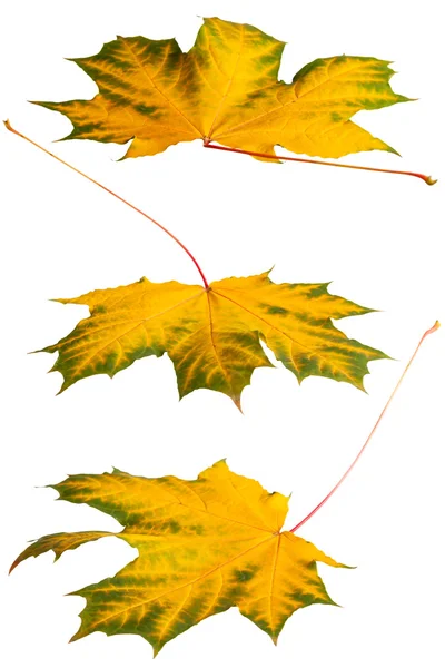 Three maple leaf — Stock Photo, Image