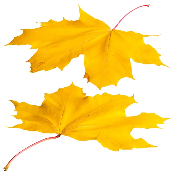 Yellow maple leaves — Stock Photo, Image