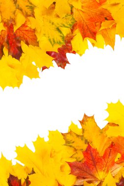 renkli akçaağaç yaprakları