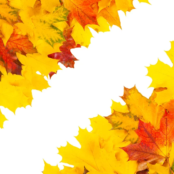 Colorful maple leaves — Stock Photo, Image