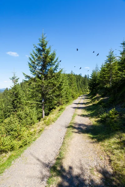 Road in the mountains — Stock Photo, Image