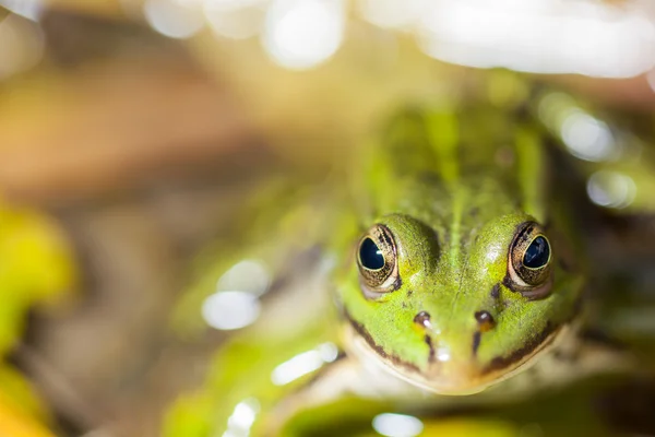 Frog in the pond — Stock Photo, Image