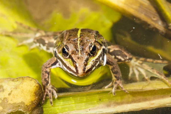 Frog in the pond — Stock Photo, Image