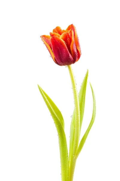 Tulip med vattendroppar — Stockfoto