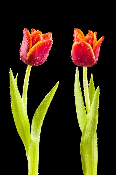 Tulipas com gotas de água — Fotografia de Stock