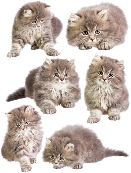 Kittens — Stock Photo, Image