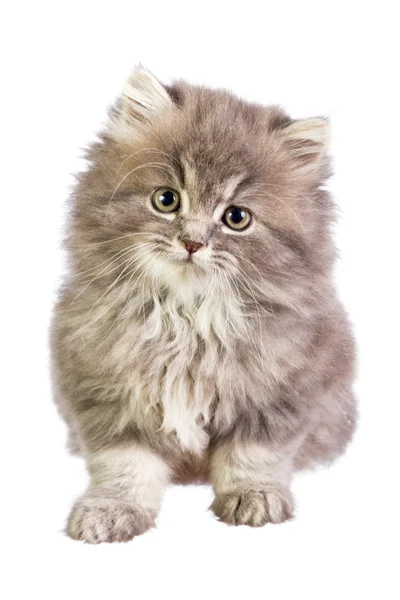 Fluffy kitten — Stock Photo, Image