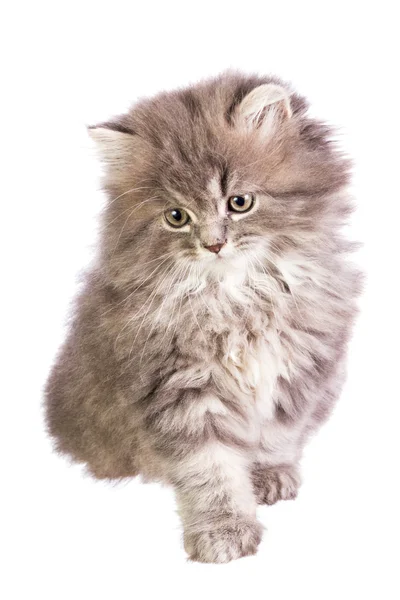 Kitten — Stock Photo, Image