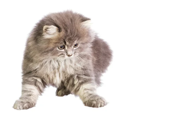 Kitten — Stock Photo, Image