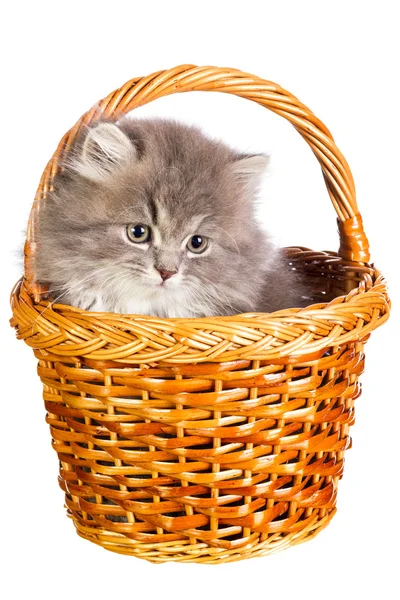 Kitten in a basket — Stock Photo, Image
