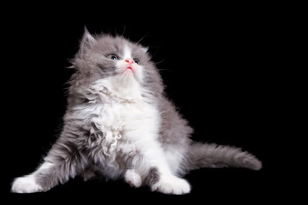 Fluffy kitten — Stock Photo, Image