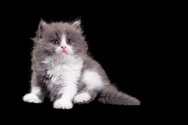 Fluffy kitten — Stock Photo, Image