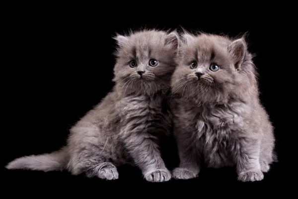 Kittens — Stock Photo, Image