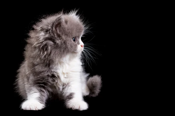 Fluffy kitten — Stock Photo, Image