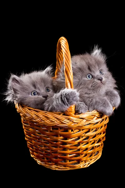 Kittens — Stock Photo, Image