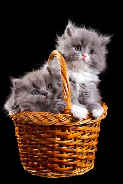 Fluffy kittens — Stock Photo, Image