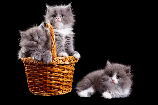 小猫们 — 图库照片
