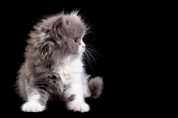 솜 털 고양이 스톡 사진