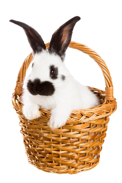 White rabbit — Stock Photo, Image