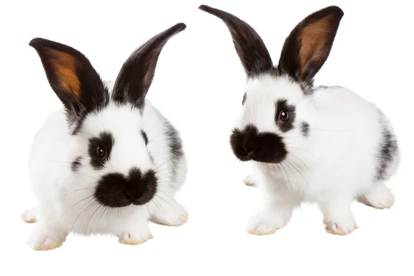 Rabbits — Stock Photo, Image