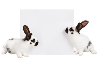 İki beyaz tavşan